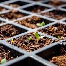 A step-by-step guide to successful seed germination