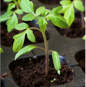 Soil, coco or hydroponics? Pros and cons.