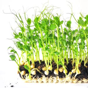 How to grow microgreens at home: from seeds to harvest