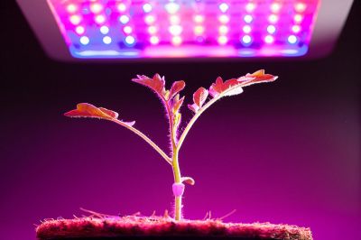 How to adjust the light in the indoor growing room?