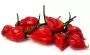 Chili Pepper Seeds