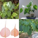 Sacred Ficus seeds (Ficus religiosa) - 2 g.
