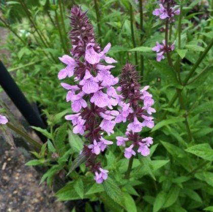 Блатен чистец (Althaea officinalis) - 1 гр. семена