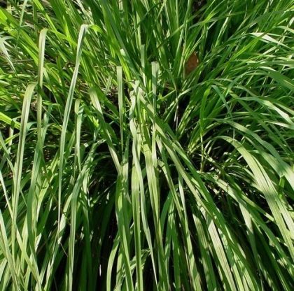 Лимонова трева (Cymbopogon flexuosus) - 1350 бр. (±) / 0.5 гр. семена