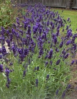 Лавандула (Lavandula angustifolia) - 750 семена (0,75 g)