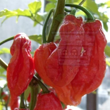 Bhut Jolokia - 10 seeds