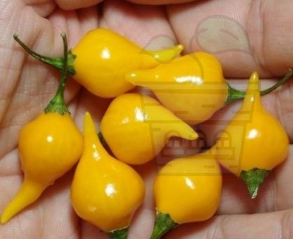 Семена от люти чушки сорт “Жълта човчица” ("Biquinho Amarela" / "Button Yellow") 15 бр