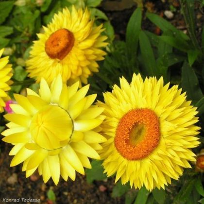 Семена на Имортела (Италинаска слама, Безсмъртниче) {Helichrysum bracteatum} 2800 бр. (±) (2 гр.)
