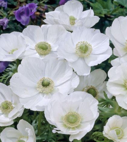 Anemone bulb, variety "White Bride" (ANEMONE coronaria) - 15 pcs.