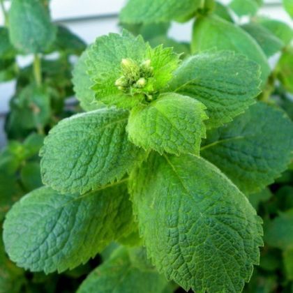 Семена от Ябълкова Мента - Mentha rotundifolia - 500 броя