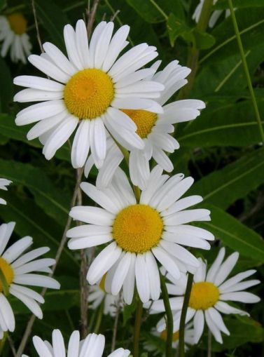 Ox-eye Daisy Seeds - 3500 pieces