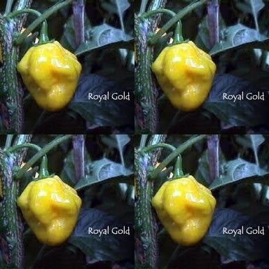 Люти Чушки - Royal Gold - 10 семена