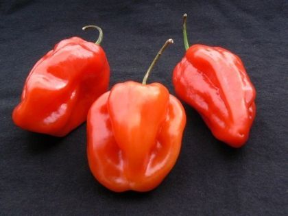 ?️ Семена от люти чушки Habanero Red  – 25 броя