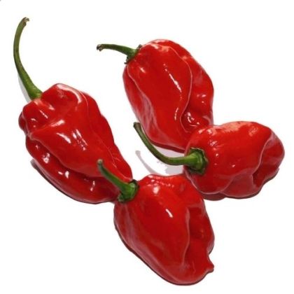 Хабанеро червено F1 (Habanero Red F1) - 10 бр. семена