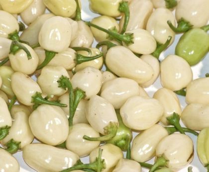 Habanero White (White Molly) - 15 seeds