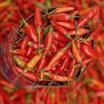 🌶️ Семена от люти чушки Байански сос (Bahian Sauce) – 15 броя