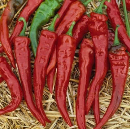 🌶️ Семена от люти чушки Кайен Лонг Слим (Cayenne Red-Long Slim) – 25 броя