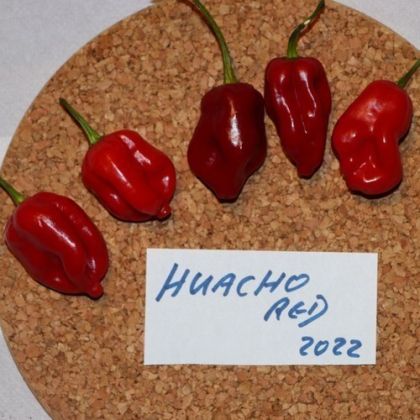 🌶️ Семена от Люти Чушки - Huancho Red - 15 броя