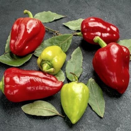 🌶️  Семена от Люти Чушки - Kampanaki - 15 броя