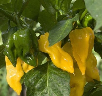🌶️ Семена от Люти Чушки - Limòn -15 броя 