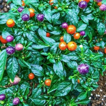 🌶️ Семена от Люти Чушки - Moranguinho - 15 броя
