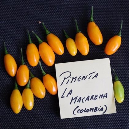 🌶️ Семена от Люти Чушки - Pimenta La Macarena - 15 броя