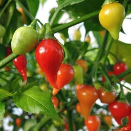 🌶️ Семена от Люти Чушки - Button Red - 15 броя