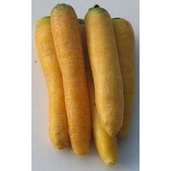 🥕 Carrot seeds Jaune Obtuse du Doubs (Yellow Intermediate) - winter variety - about 1950 seeds (3g)