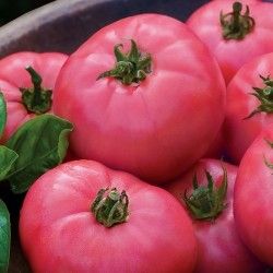 Домат - Big Pink F1 - 15 семена