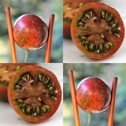Cherry tomatoes - Violet Jasper - 15 seeds