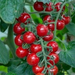 Чери домати - Cherry Baby F1 - 5 семена