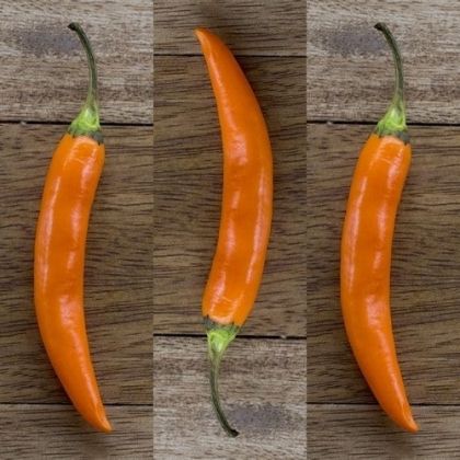 Семена от люти чушки сорт "Непалско оранжево" (Nepali Orange) - 15 бр.
