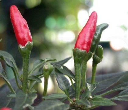 "Tabasco" Chili pepper seeds - 25 pcs.