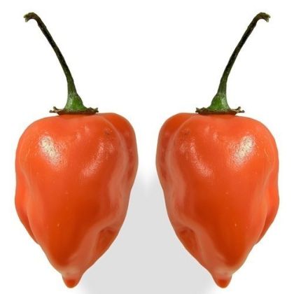 Habanero Orange - 15 seeds