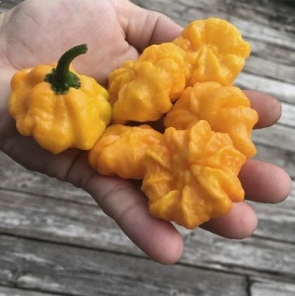 MA Daisy Cutter Yellow - 10 seeds