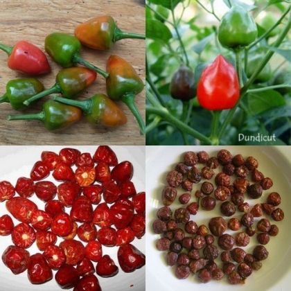 "Dundicut" Chili pepper seeds - 15 pcs.