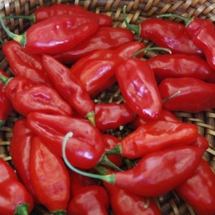 Донг Суан Маркет (Dong Xuan Market) - 15 бр. семена