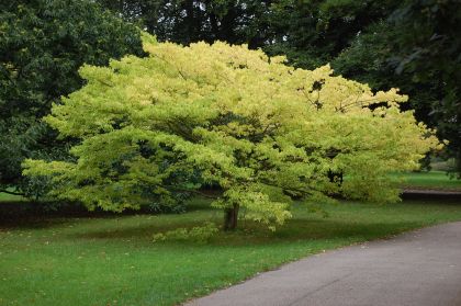 Китайска копривка (Celtis sinensis) - 10 бр / 1.5 гр семена