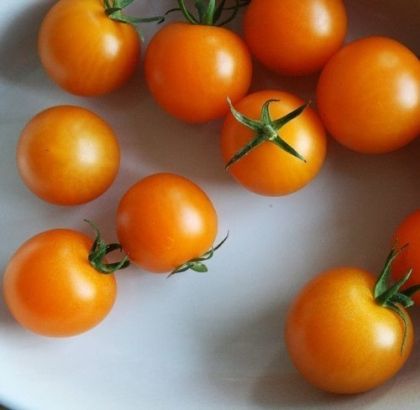 Orange wild tomato (Aurantiacum) - 25 seeds
