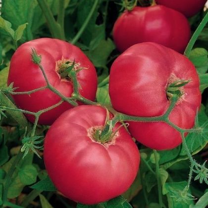 Brandy Boy F1 - beefsteak tomato - 15 seeds
