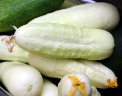 White Wonder Cucumber  - 30-40 seeds / 1 g.