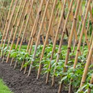 Bamboo Stick 152cm ⌀ 10/12mm 1pc for plants and vegetables