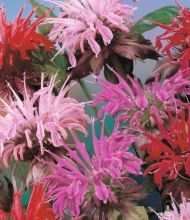 Семена от Червен Бергамот / Монарда 2 гр / ± 350 бр