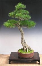 Black Pine seeds 50 pcs (±) / 1.5 g