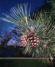 Black Pine seeds 50 pcs (±) / 1.5 g