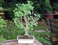 Ginkgo Biloba - 10 seeds 