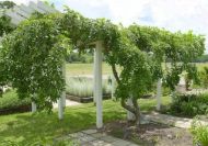 Chinese Hackberry "CELTIS sinensis" - 10 seeds - 1.5g 