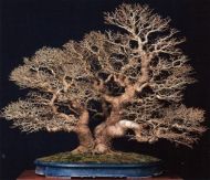 Chinese Hackberry "CELTIS sinensis" - 10 seeds - 1.5g 