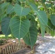 Sacred Ficus - Seeds - 2g