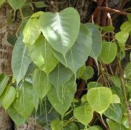 Sacred Ficus - Seeds - 2g